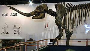 Ice Age Exhibit at the Museum of the Middle Appalachians, photo by Mike Pierry, Jr.